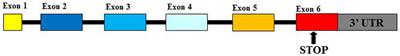 HLA-G Molecules in Autoimmune Diseases and Infections